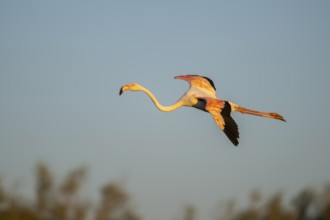Greater Flamingo (Phoenicopterus roseus) landing at sunset, Parc Naturel Regional de Camargue,