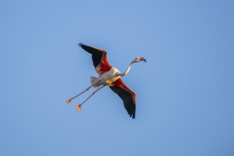 Greater Flamingo (Phoenicopterus roseus) flying in the sky, Parc Naturel Regional de Camargue,