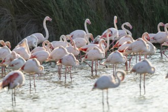 Greater Flamingos (Phoenicopterus roseus) standing in the water, Parc Naturel Regional de Camargue,