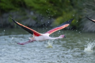 Greater Flamingo (Phoenicopterus roseus) starts flying from the water at sunset, Parc Naturel