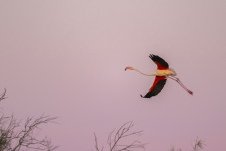 Greater Flamingo (Phoenicopterus roseus) flying in the sky at sunset, Parc Naturel Regional de