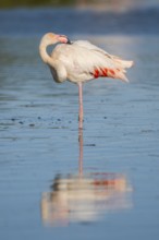 Greater Flamingo (Phoenicopterus roseus) standing in the water, Parc Naturel Regional de Camargue,