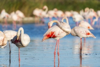 Greater Flamingos (Phoenicopterus roseus) standing in the water, Parc Naturel Regional de Camargue,
