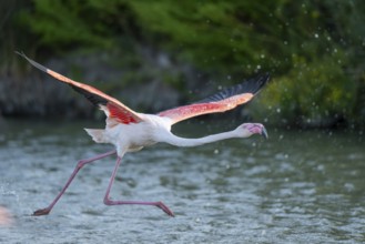 Greater Flamingo (Phoenicopterus roseus) starts flying from the water at sunset, Parc Naturel