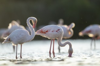 Greater Flamingo (Phoenicopterus roseus) standing in the water cleaning its feathers at sunset,
