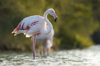 Greater Flamingo (Phoenicopterus roseus) walking in the water at sunset, Parc Naturel Regional de