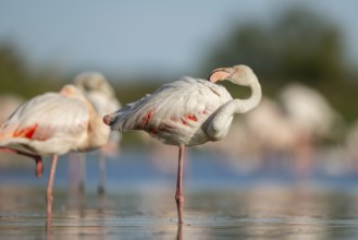 Greater Flamingo (Phoenicopterus roseus) standing in the water, Parc Naturel Regional de Camargue,