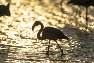 Greater Flamingo (Phoenicopterus roseus) standing in the water at sunset, Parc Naturel Regional de