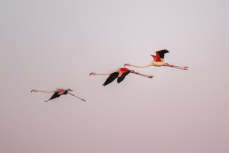 Greater Flamingo (Phoenicopterus roseus) flying in the sky at sunset, Parc Naturel Regional de