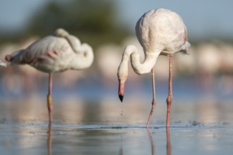 Greater Flamingo (Phoenicopterus roseus) walking in the water, Parc Naturel Regional de Camargue,