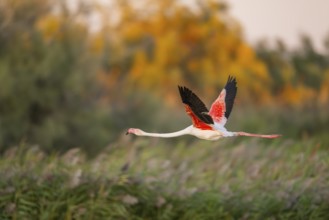 Greater Flamingo (Phoenicopterus roseus) starts flying from the water at sunset, Parc Naturel