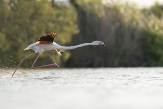 Greater Flamingo (Phoenicopterus roseus) starts flying from the water, Parc Naturel Regional de