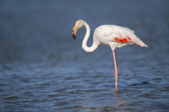 Greater Flamingo (Phoenicopterus roseus) standing in the water, Parc Naturel Regional de Camargue,