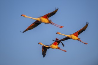 Greater Flamingo (Phoenicopterus roseus) flying in the sky at sunset, Parc Naturel Regional de