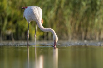 Greater Flamingo (Phoenicopterus roseus) standing in the water, Parc Naturel Regional de Camargue,