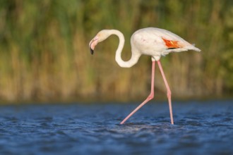 Greater Flamingo (Phoenicopterus roseus) walking in the water at sunset, Parc Naturel Regional de