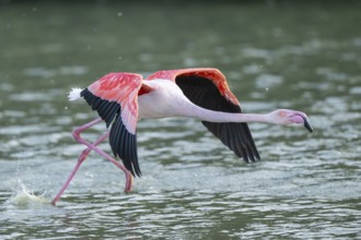 Greater Flamingo (Phoenicopterus roseus) starts flying from the water at sunset, Parc Naturel