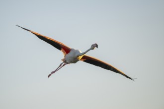 Greater Flamingo (Phoenicopterus roseus) flying in the sky at sunset, Parc Naturel Regional de