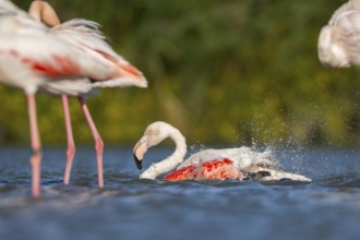 Greater Flamingos (Phoenicopterus roseus) cleaning its feathers in the wateer, Parc Naturel