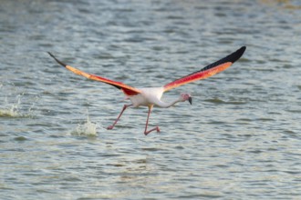 Greater Flamingo (Phoenicopterus roseus) starts flying from the water at sunset, Parc Naturel
