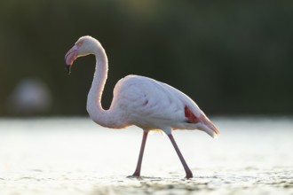 Greater Flamingo (Phoenicopterus roseus) walking in the water at sunset, Parc Naturel Regional de