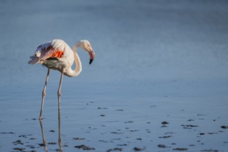 Greater Flamingo (Phoenicopterus roseus) standing in the water, Parc Naturel Regional de Camargue,