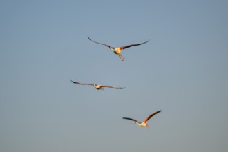 Greater Flamingo (Phoenicopterus roseus) flying in the sky at sunset, Parc Naturel Regional de