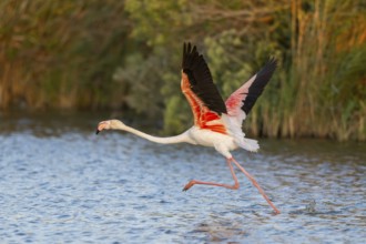 Greater Flamingo (Phoenicopterus roseus) starts flying from the water at sunset, Parc Naturel