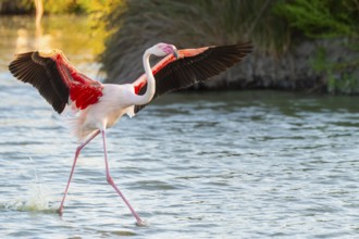 Greater Flamingo (Phoenicopterus roseus) landing in the water at sunset, Parc Naturel Regional de