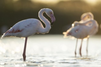 Greater Flamingo (Phoenicopterus roseus) standing in the water at sunset, Parc Naturel Regional de
