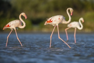 Greater Flamingos (Phoenicopterus roseus) walking in the water, Parc Naturel Regional de Camargue,