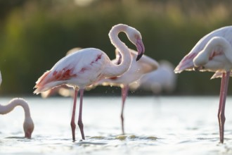 Greater Flamingo (Phoenicopterus roseus) standing in the water cleaning its feathers at sunset,
