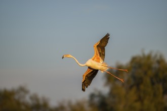 Greater Flamingo (Phoenicopterus roseus) landing at sunset, Parc Naturel Regional de Camargue,
