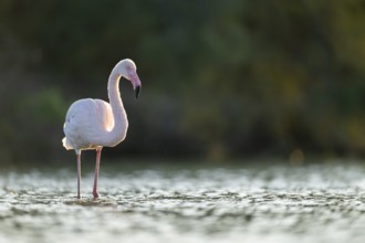 Greater Flamingo (Phoenicopterus roseus) walking in the water at sunset, Parc Naturel Regional de