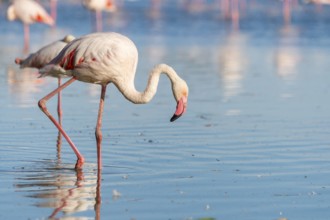 Greater Flamingo (Phoenicopterus roseus) walking in the water, Parc Naturel Regional de Camargue,