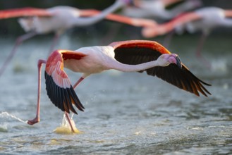 Greater Flamingo (Phoenicopterus roseus) starts flying from the water at sunset, Parc Naturel