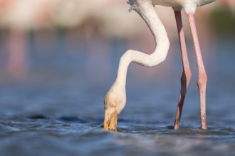 Greater Flamingo (Phoenicopterus roseus) standing in the water, portrait, Parc Naturel Regional de