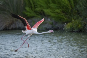 Greater Flamingo (Phoenicopterus roseus) starts flying from the water at sunset, Parc Naturel