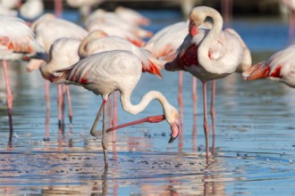 Greater Flamingos (Phoenicopterus roseus) standing in the water, Parc Naturel Regional de Camargue,