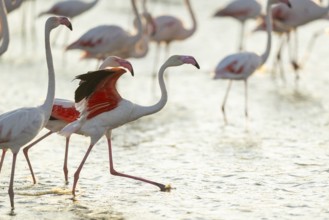 Greater Flamingo (Phoenicopterus roseus) standing in the water cleaning its feathers at sunset,