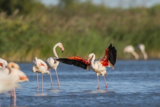 Greater Flamingo (Phoenicopterus roseus) shaking its wings, Parc Naturel Regional de Camargue,