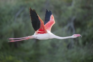 Greater Flamingo (Phoenicopterus roseus) starts flying from the water at sunset, Parc Naturel
