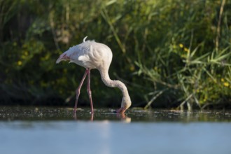 Greater Flamingo (Phoenicopterus roseus) walking in the water, Parc Naturel Regional de Camargue,