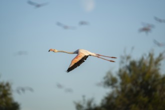 Greater Flamingo (Phoenicopterus roseus) flying in the sky, Parc Naturel Regional de Camargue,