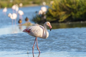 Greater Flamingo (Phoenicopterus roseus) walking in the water, Parc Naturel Regional de Camargue,