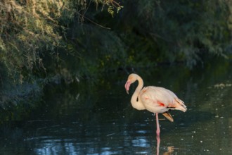 Greater Flamingo (Phoenicopterus roseus) walking in the water at sunset, Parc Naturel Regional de