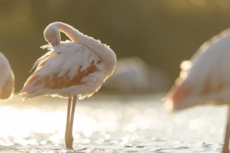 Greater Flamingo (Phoenicopterus roseus) standing in the water cleaning its feathers at sunset,