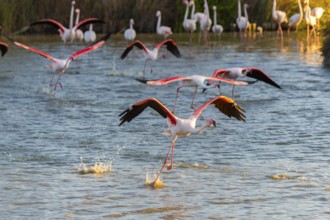 Greater Flamingo (Phoenicopterus roseus) starts flying from the water at sunset, Parc Naturel
