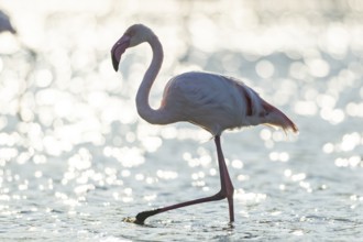 Greater Flamingo (Phoenicopterus roseus) walking in the water, Parc Naturel Regional de Camargue,