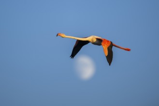 Greater Flamingo (Phoenicopterus roseus) flying in the sky with the moon in the background at